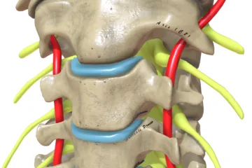 neck pain anatomy